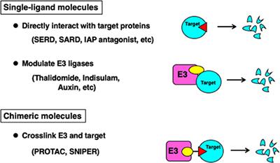 Targeted Protein Degradation by Chimeric Small Molecules, PROTACs and SNIPERs